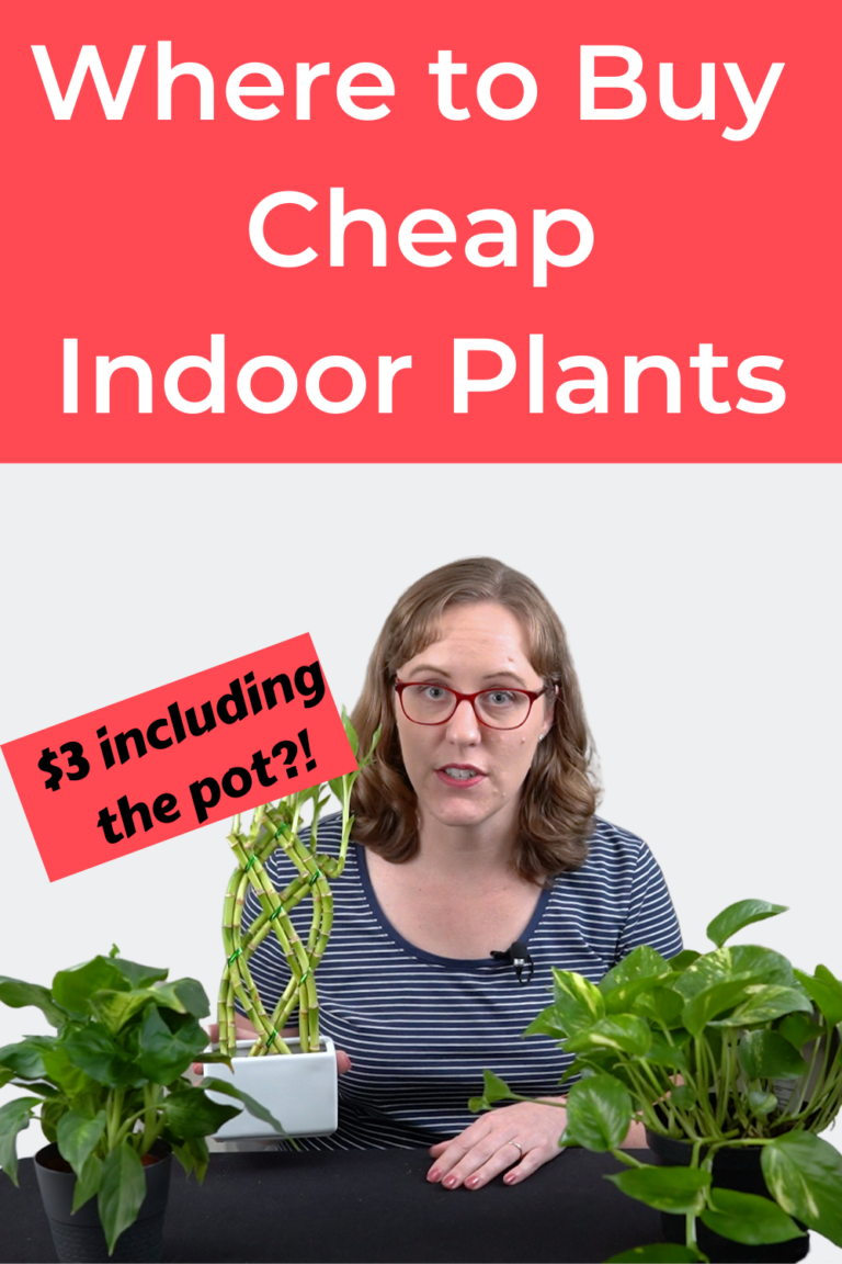 Where to Buy Cheap Indoor Plants My Top 5 Favorite Places! Smart